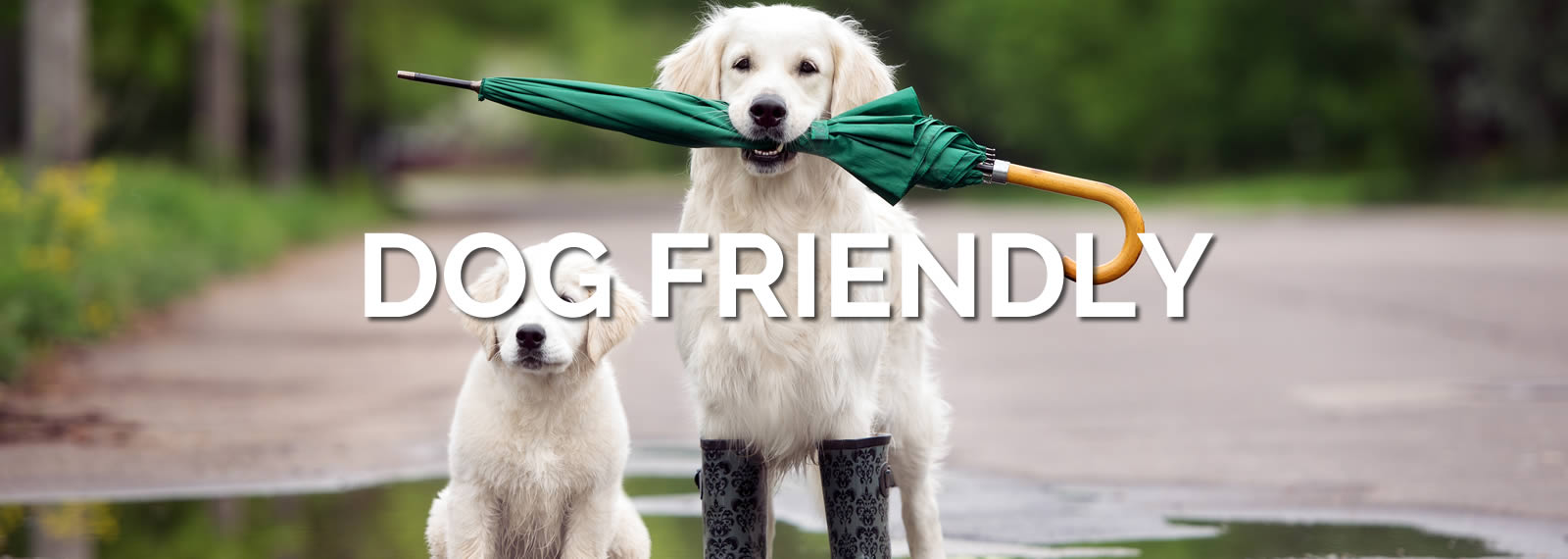 Dog Friendly